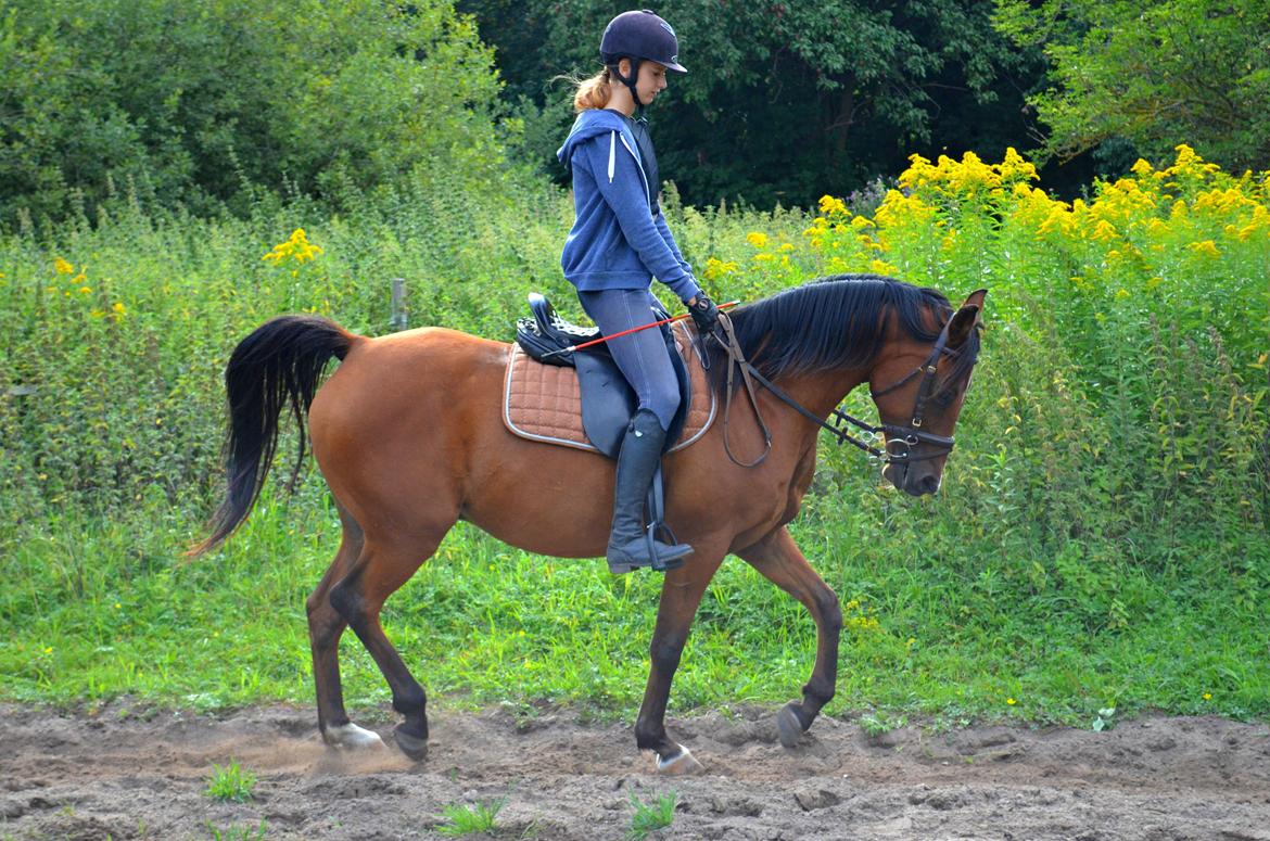 Arabisk fuldblod (OX) Nassim - dressur billede 21