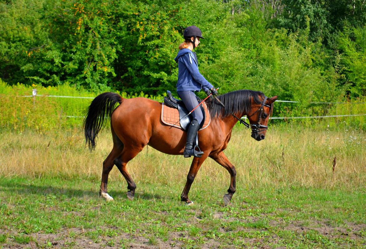 Arabisk fuldblod (OX) Nassim - dressur billede 18