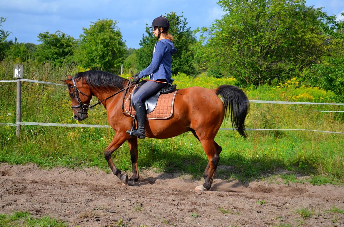 Arabisk fuldblod (OX) Nassim billede 11