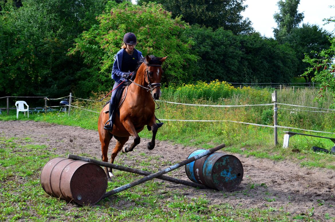 Arabisk fuldblod (OX) Nassim - anden gang vi springer. han skal stadig lige vænnes til at springe igen!  billede 15