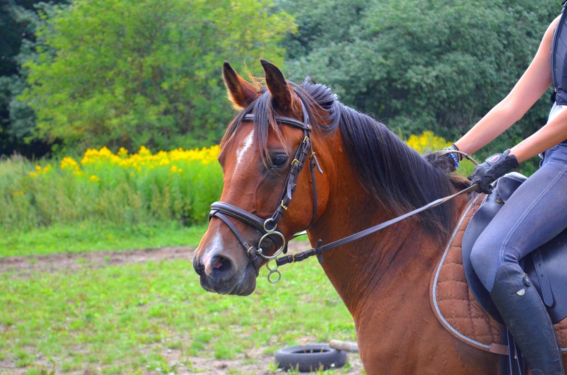 Arabisk fuldblod (OX) Nassim billede 23