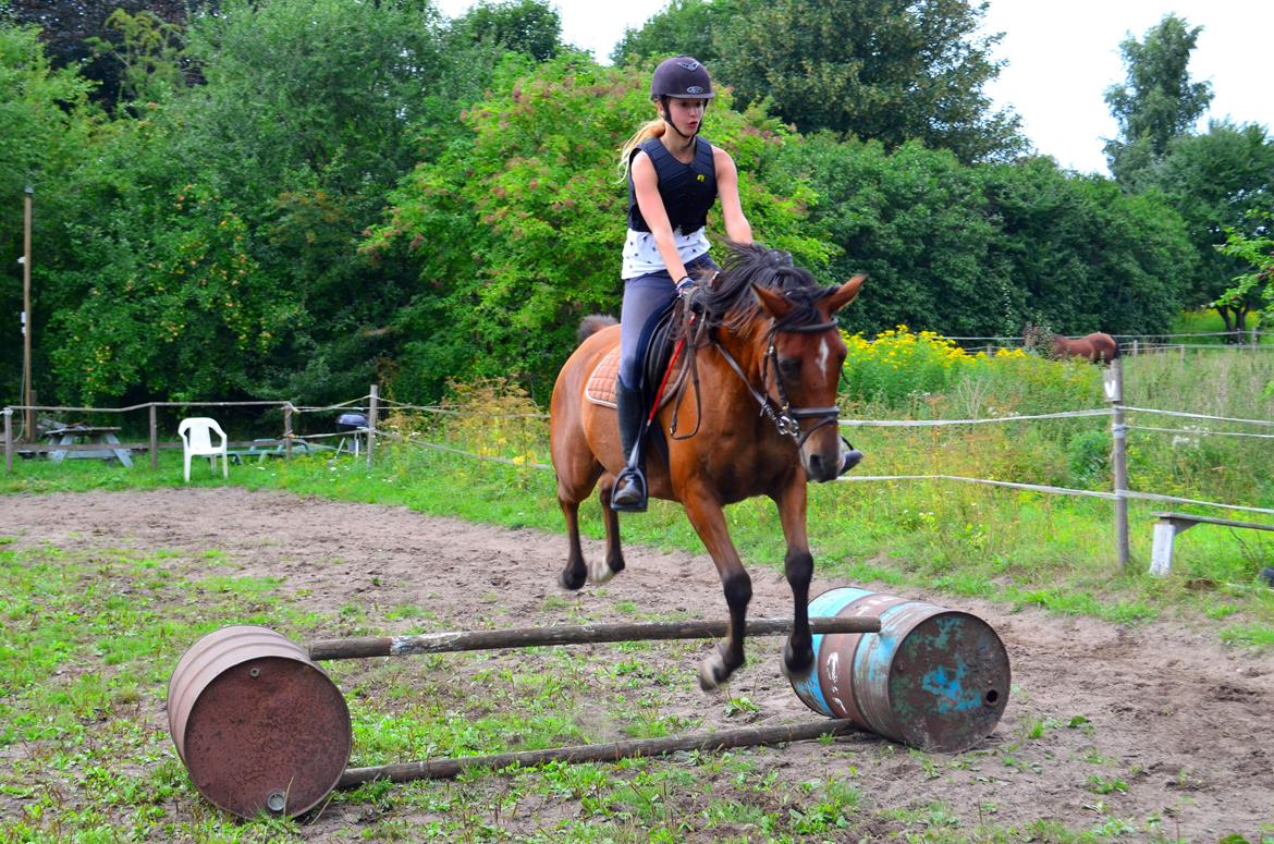 Arabisk fuldblod (OX) Nassim - anden gang han springer i nogle år! (spring har aldrig været hans store talent) :) billede 24