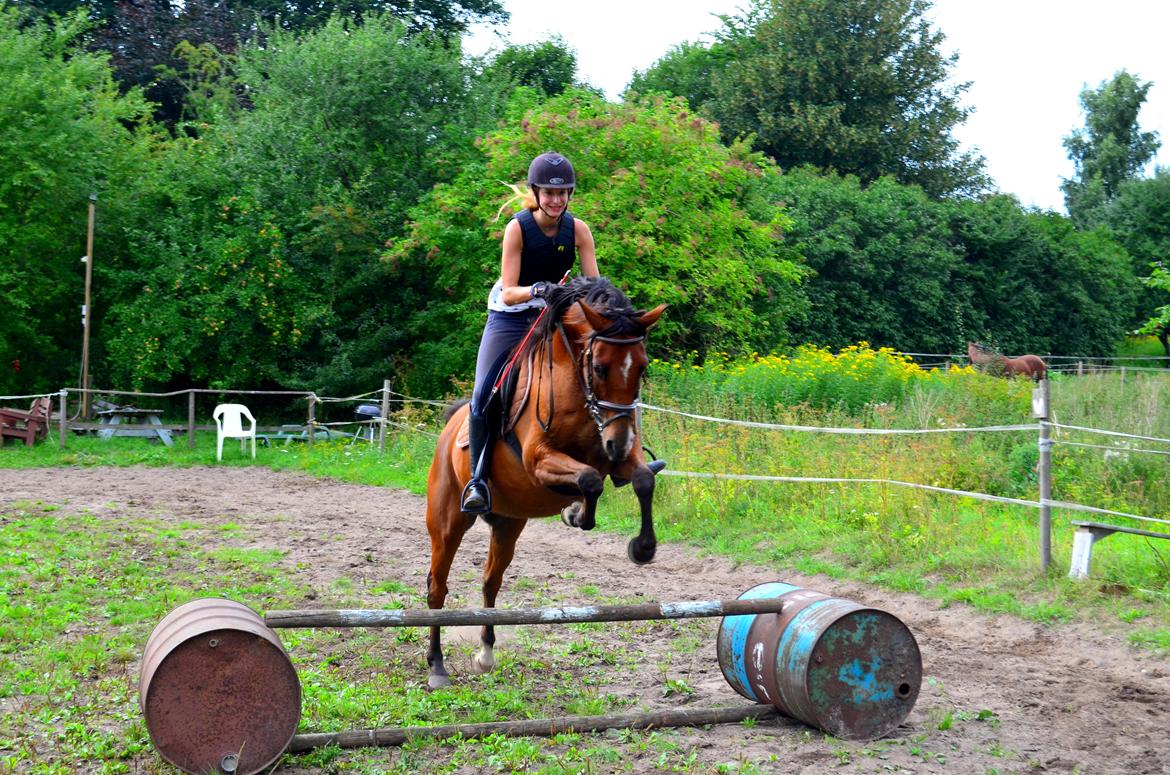 Arabisk fuldblod (OX) Nassim - 60 cm billede 4