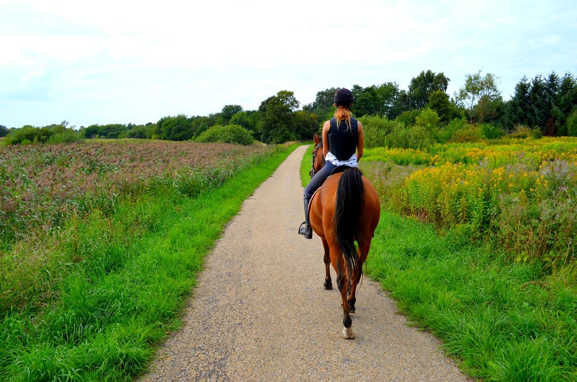 Arabisk fuldblod (OX) Nassim - tak for kigget billede 29