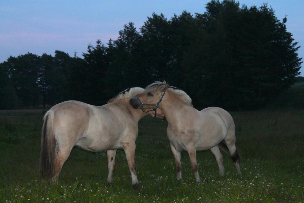 Fjordhest Atlet Bjergby - Prærievognsferie 2013 billede 35
