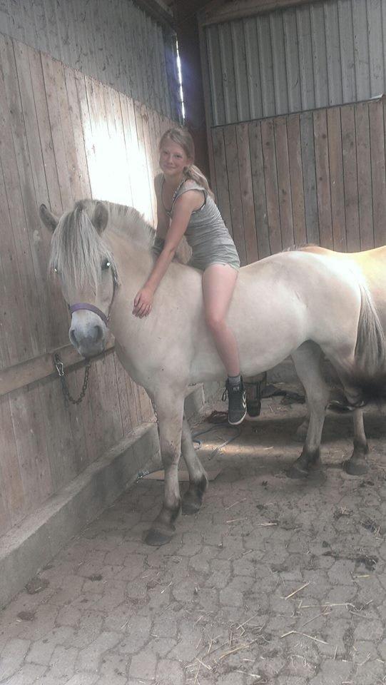 Fjordhest Nikoline billede 7