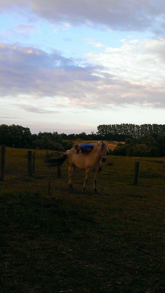 Fjordhest Nikoline billede 8