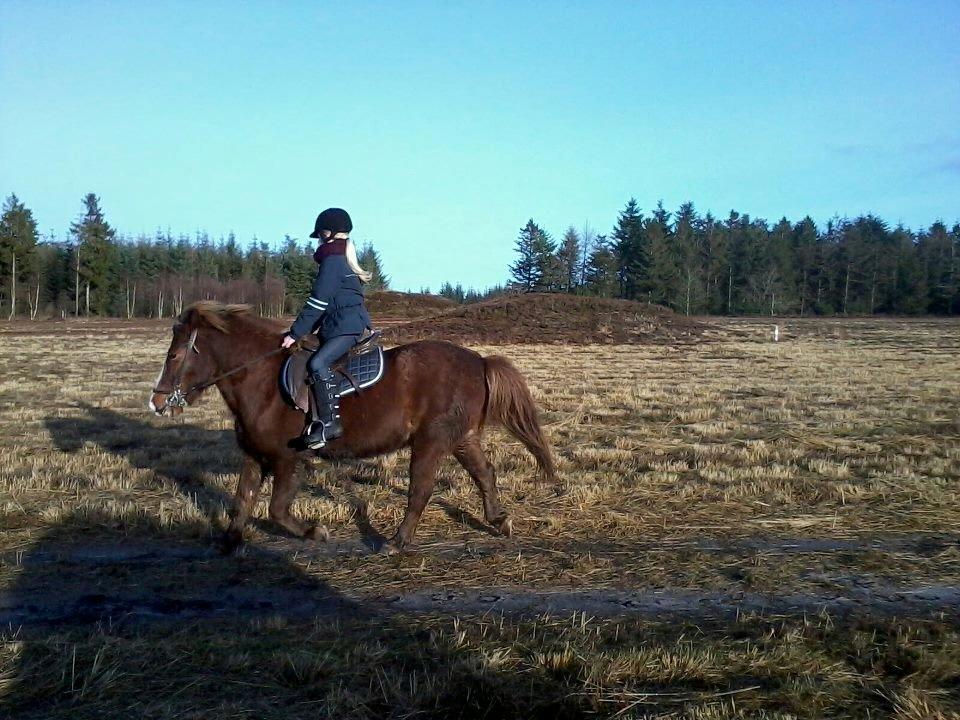 Islænder Tindra<3 billede 18