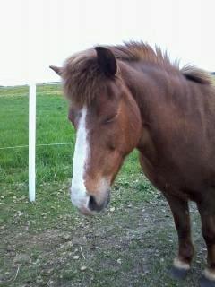 Islænder Tindra<3 - Hvor er du bare nutted! <3 billede 19