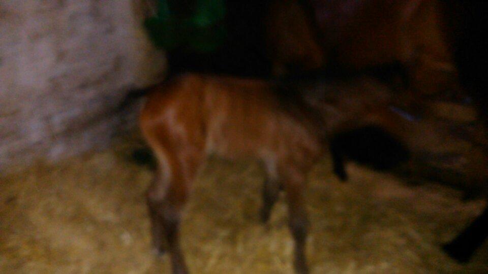 Traver Next Success billede 21