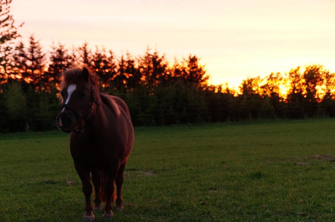 Shetlænder KJÆRSGAARDS AMINA - Søde Amina i solnedgangen, maj 2013. billede 2