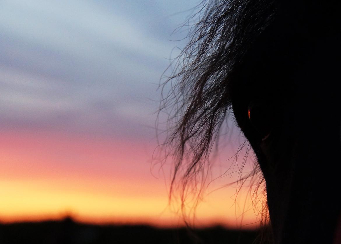 Frieser AKKE FAN DE SLACHTEDYK (Red og passede) - Akke kigger på solnedgangen, maj 2013. billede 4