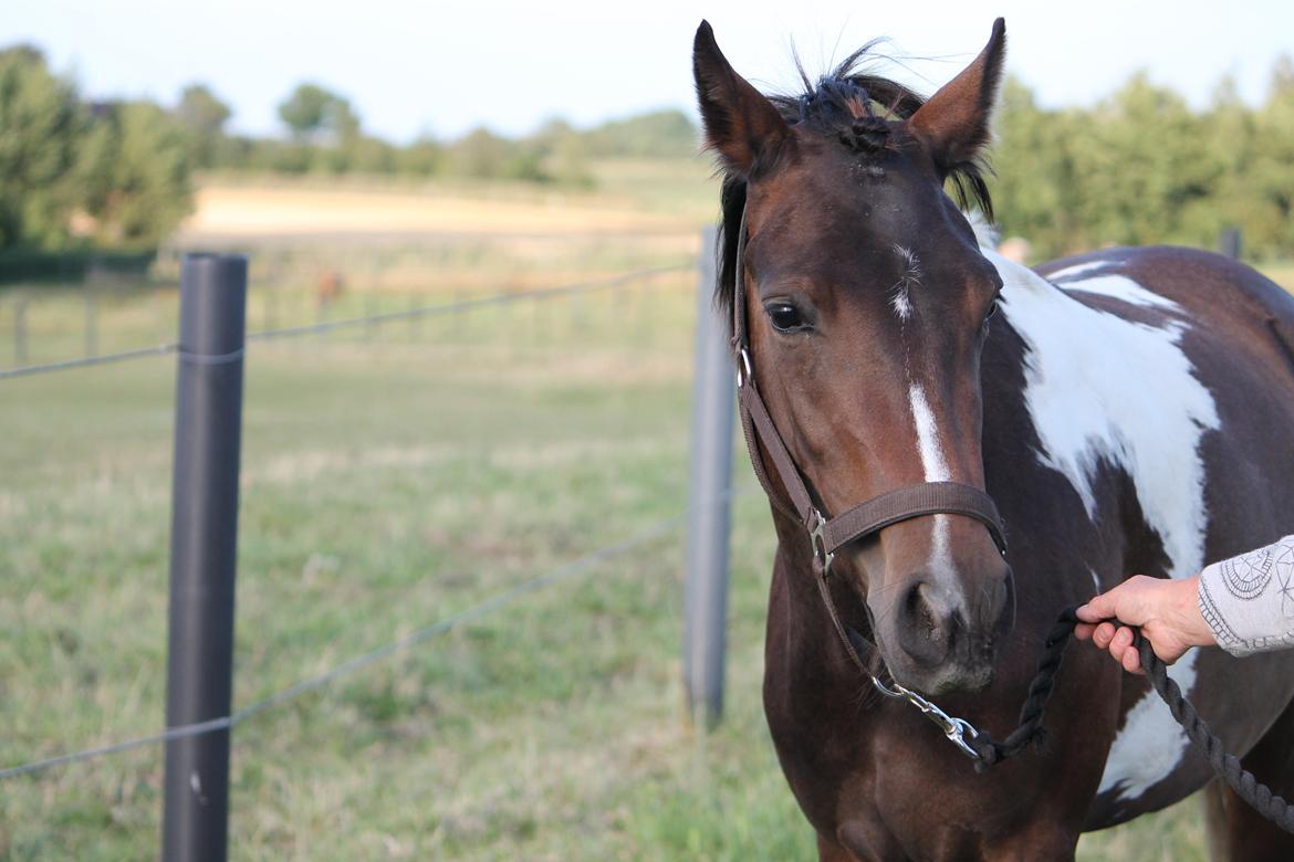 Pinto SHAMROCKS FOXY LADY [Tidl. Lånepony] - Baby.<3 billede 13