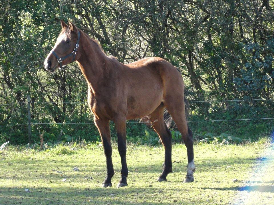 Anden særlig race Claudemirs Lacosta *Skadet* - Da jeg lige havde købt hende :) Her er hun 3 år, og lige ankommet billede 3