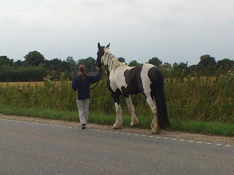 Irish Cob Hauge's Gilroy - Gibber første gang ude på stor vej :) billede 14
