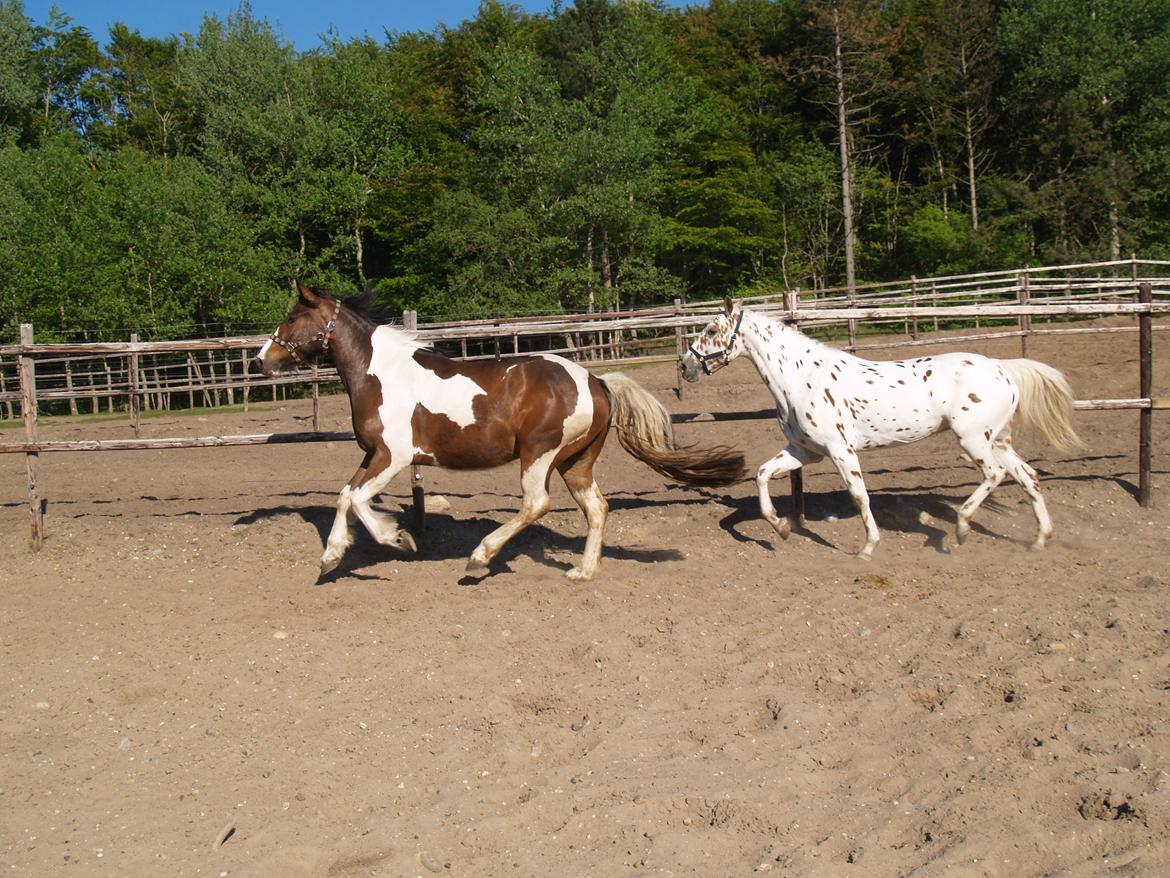 Irish Cob Crossbreed Willson Mc Caffee - Willson og Rexona billede 17