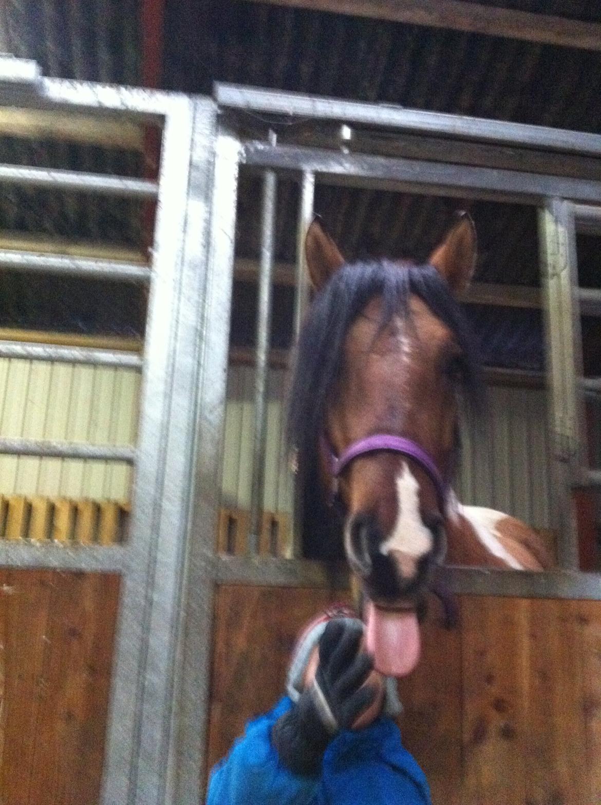 Irish Cob Crossbreed sunrise billede 12