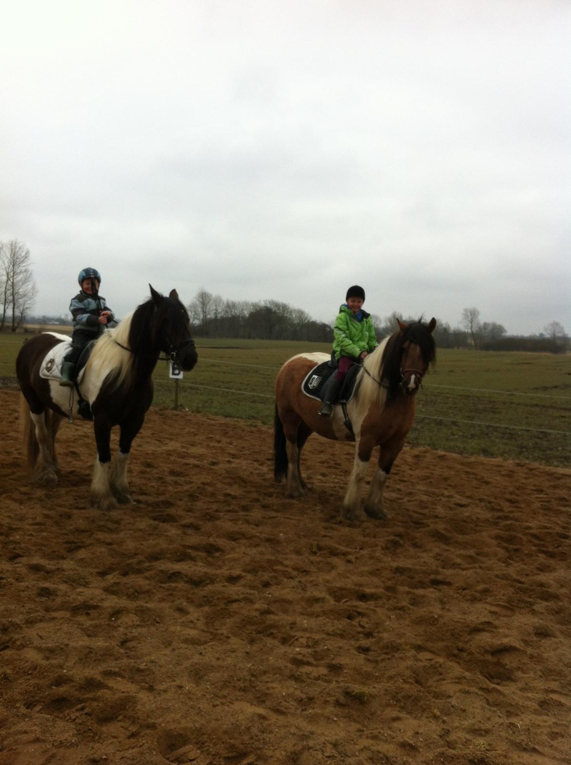 Irish Cob Crossbreed sunrise - Mine to dejlige drenge, på mine to dejlige heste billede 15