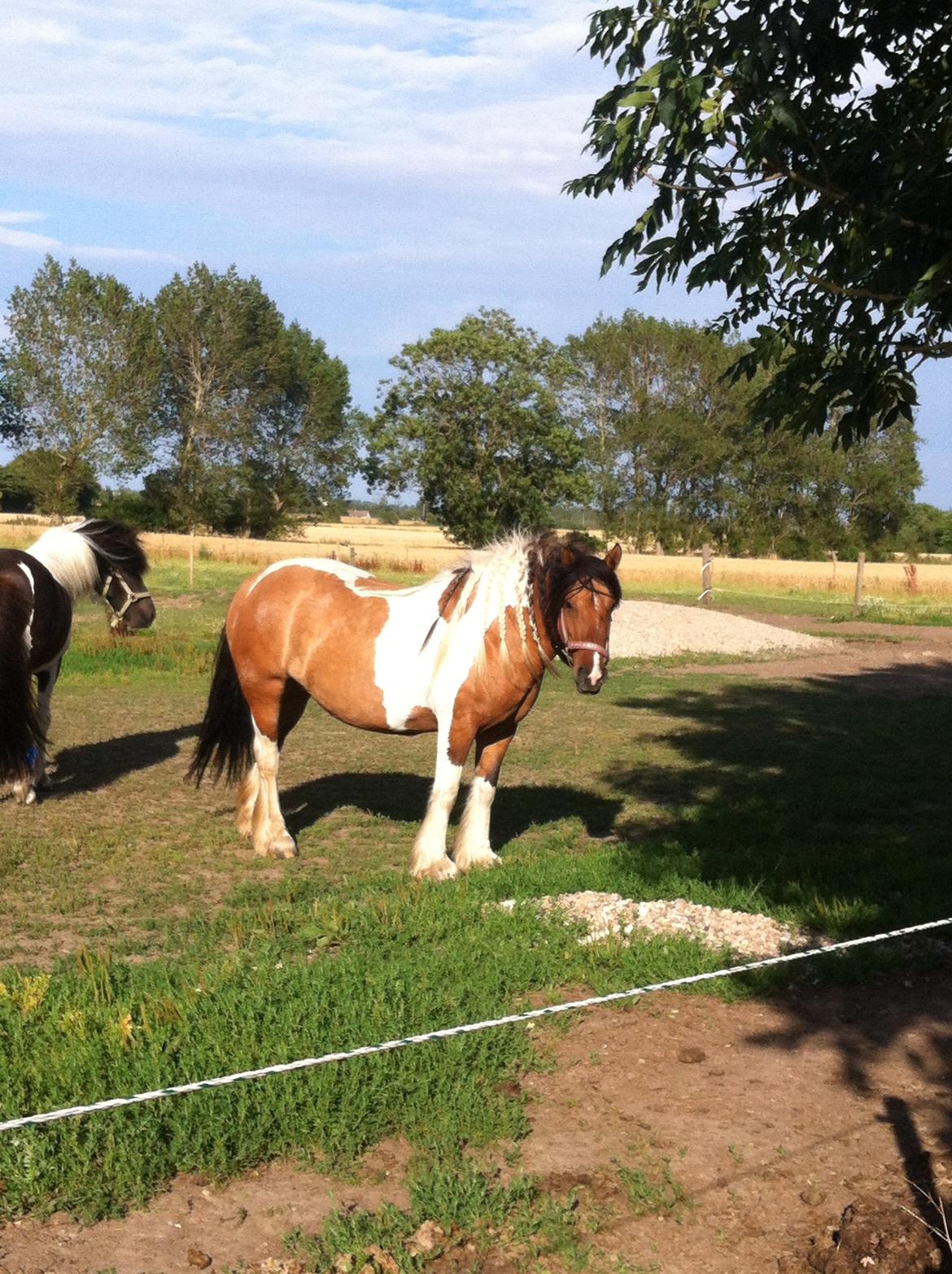 Irish Cob Crossbreed sunrise billede 16