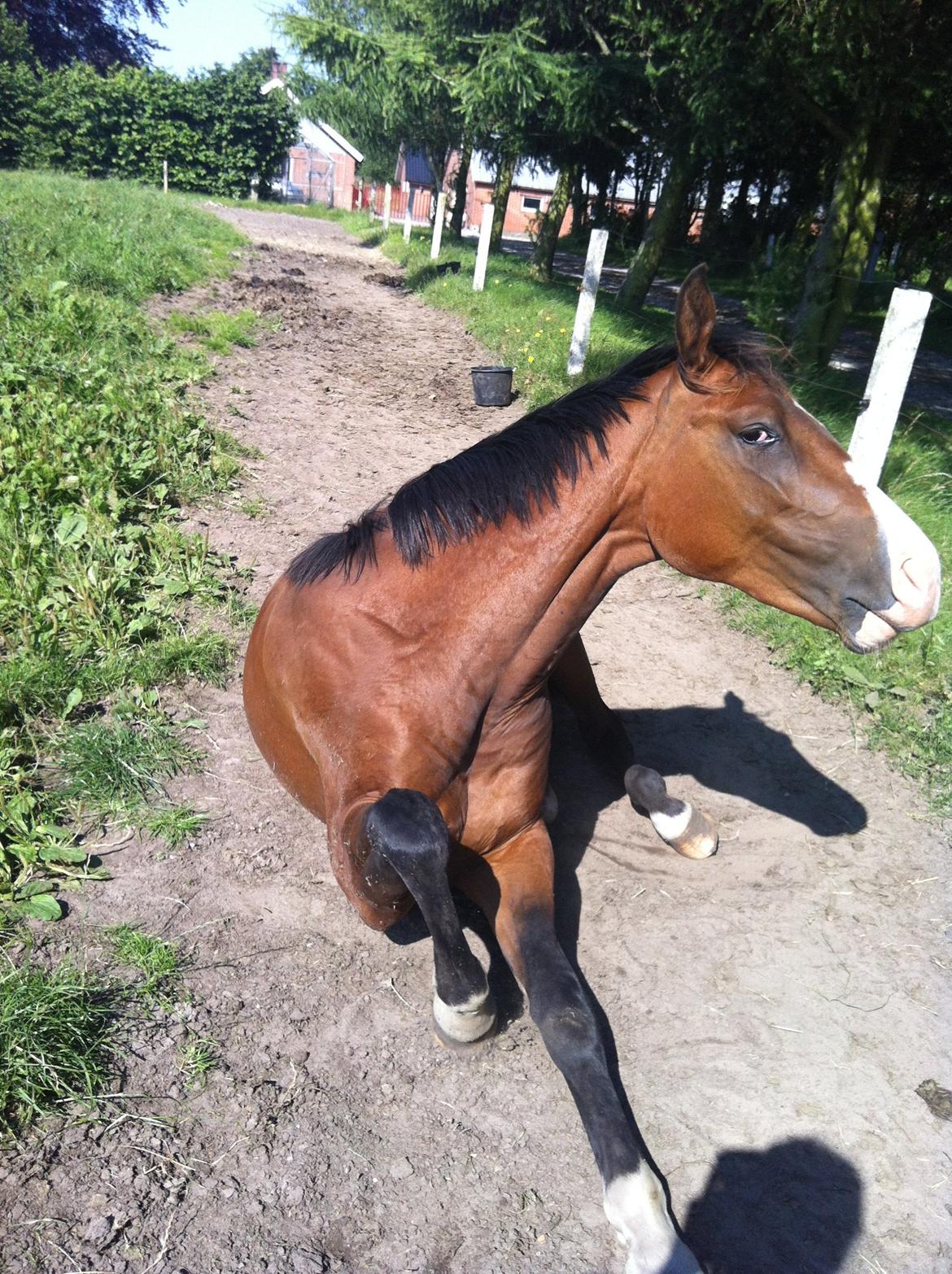 Dansk Varmblod Søballegårds Wonder Hit - sommeren 2013 billede 7