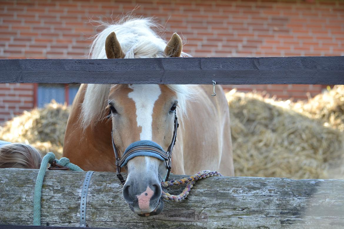 Haflinger N. Don Carlos billede 13