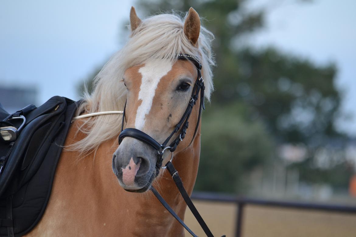 Haflinger N. Don Carlos billede 19
