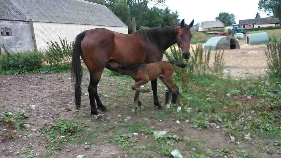 Traver Sunset surprise billede 4