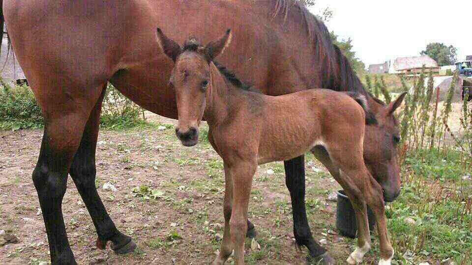 Traver Sunset surprise billede 2