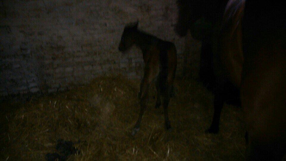 Traver Sunset surprise billede 5