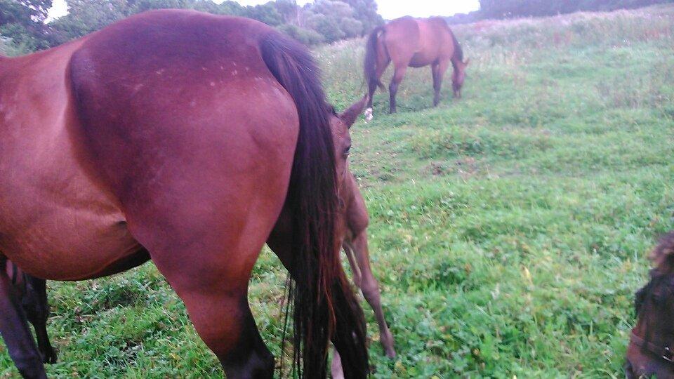 Traver Sunset surprise billede 6