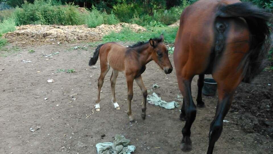 Traver Sunset surprise billede 8