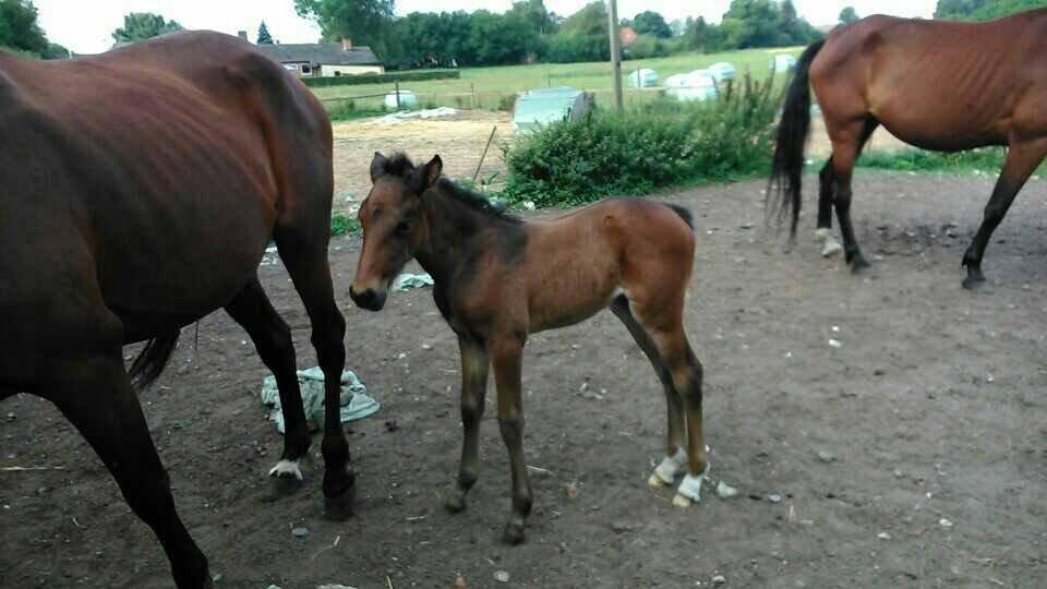 Traver Sunset surprise billede 9