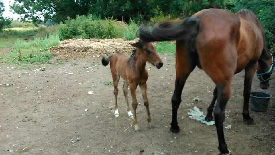 Traver Sunset surprise billede 1