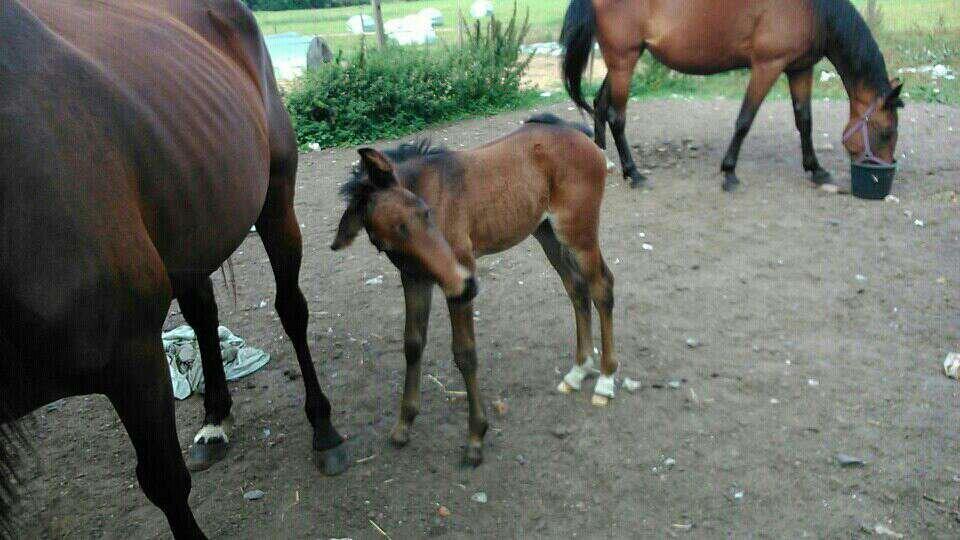 Traver Sunset surprise billede 3