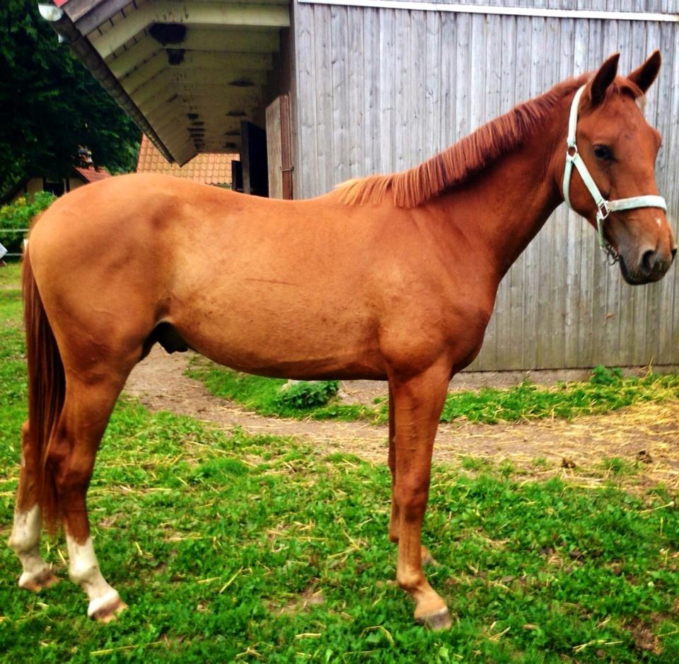 Anden særlig race Rocky - Møffe 2 år :-) (22.08.13 - Laura Mailand, mobil) billede 9