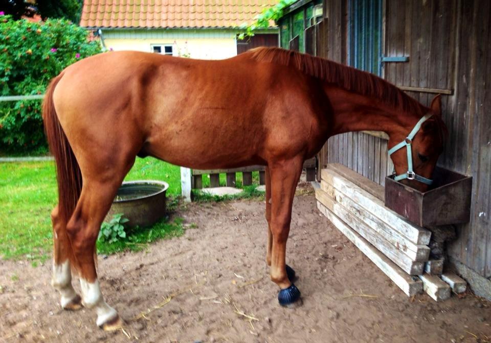 Anden særlig race Rocky - Fuld krop, med klokker. (22.08.13 - Laura Mailand, mobil) billede 20