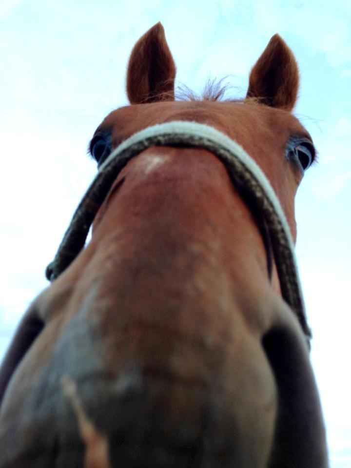 Anden særlig race Rocky - Farvel og tak for denne gang :-D (22.08.13 - Laura Mailand, mobil) billede 23