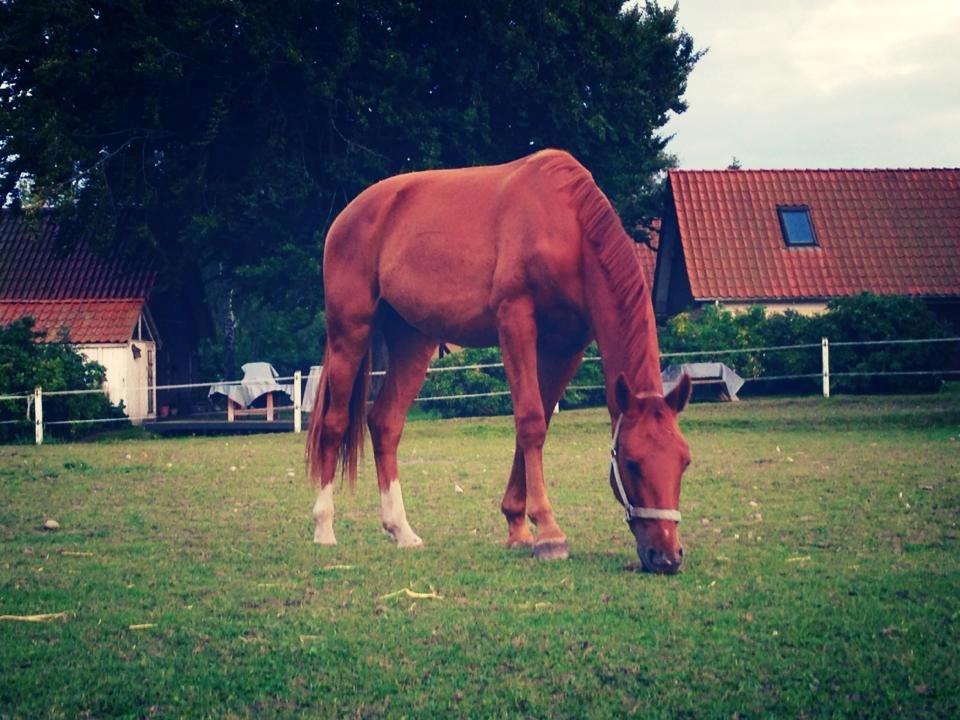 Anden særlig race Rocky - (22.08.13 - Laura Mailand, mobil) billede 14