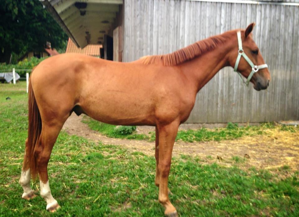 Anden særlig race Rocky - (22.08.13 - Laura Mailand, mobil) billede 16