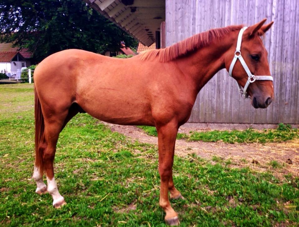 Anden særlig race Rocky - (22.08.13 - Laura Mailand, mobil) billede 7