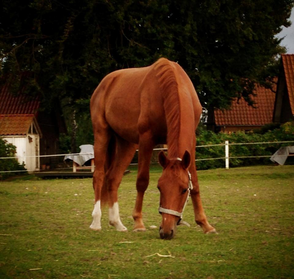 Anden særlig race Rocky - (22.08.13 - Laura Mailand, mobil) billede 22