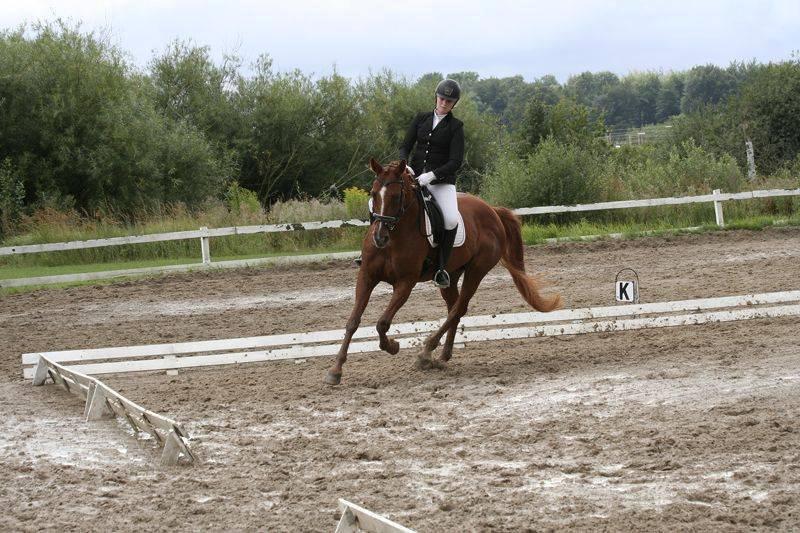 Dansk Varmblod Askemosens Marsia - 15. LA2 på HIS :) billede 15