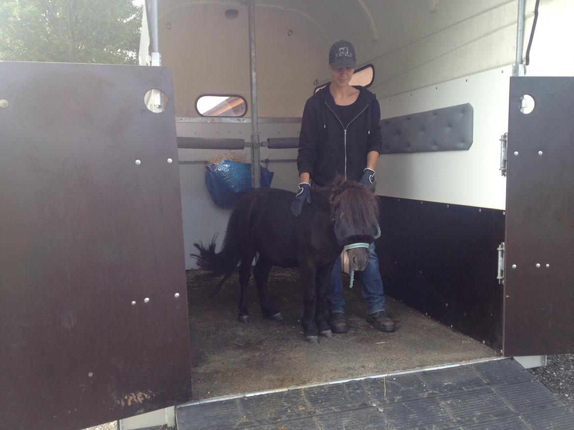 Anden særlig race Im The Peanut *Nutte* billede 13