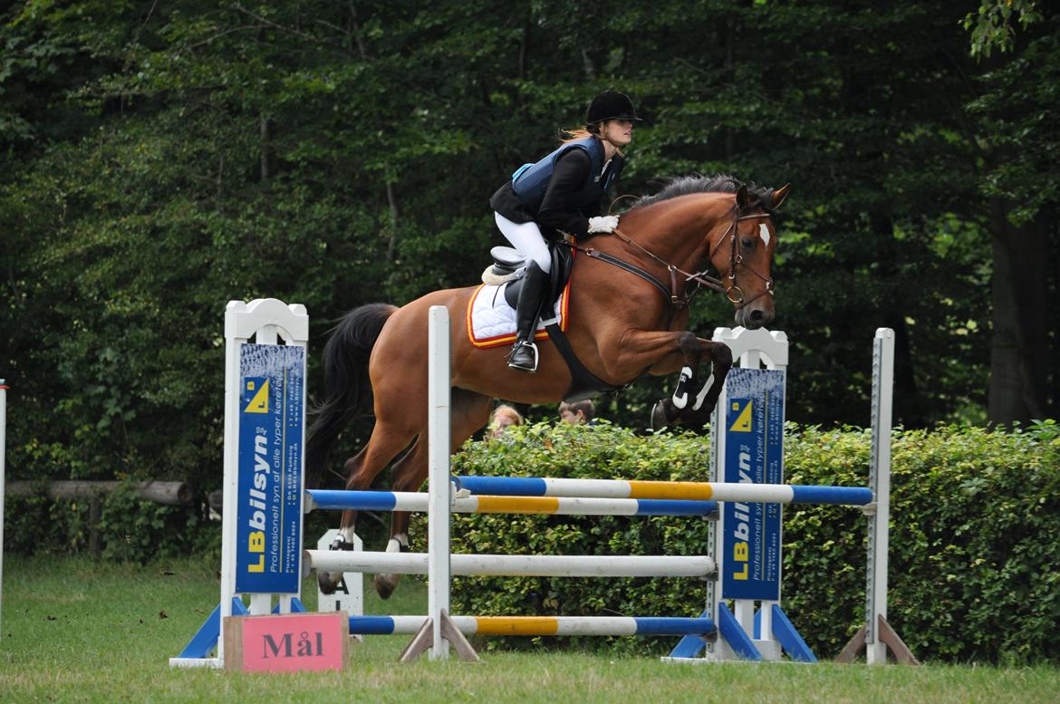 Hollandsk Varmblod Beauty LA Elsmös - Dobbeltspring i LC'en jeg vandt i Aabenraa 2013 august :D billede 6