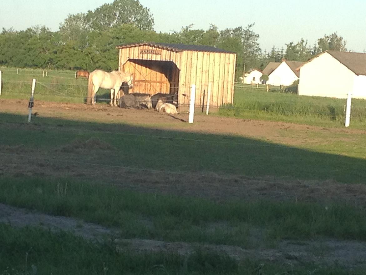 Shetlænder Loch Nevis billede 1