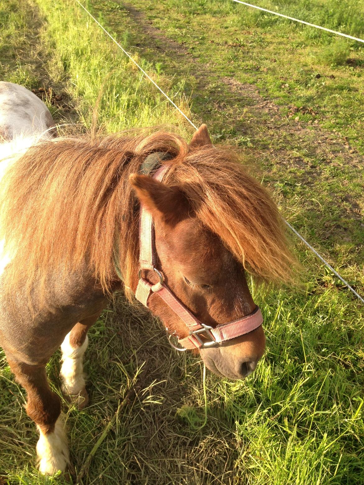 Shetlænder Loch Nevis billede 2