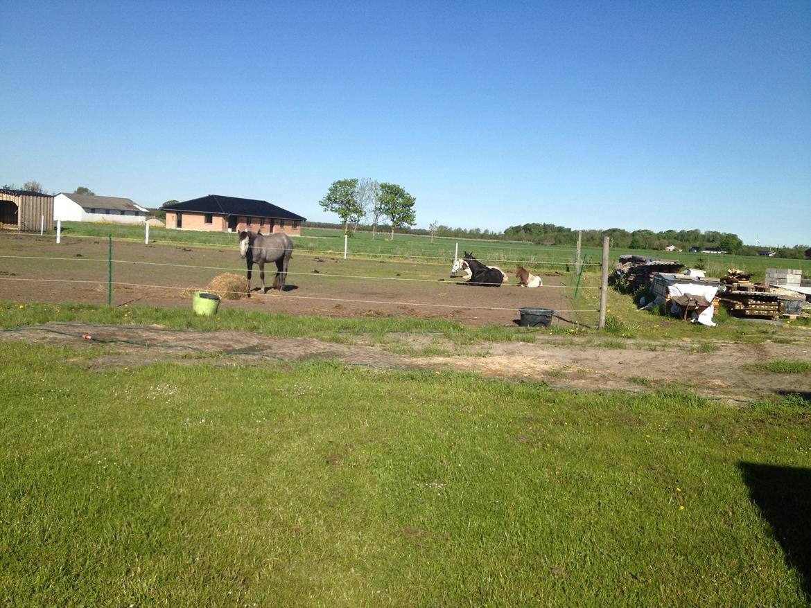 Shetlænder Loch Nevis billede 3