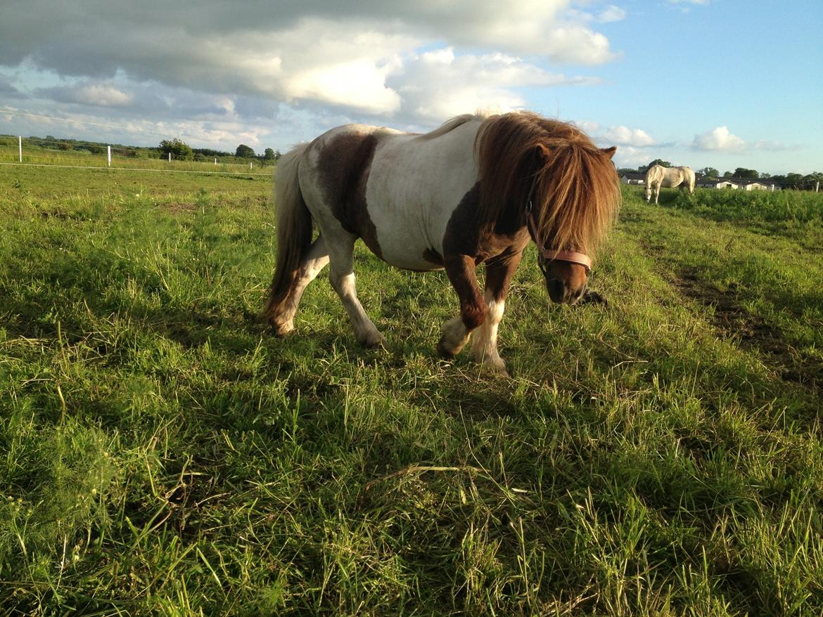 Shetlænder Loch Nevis billede 4