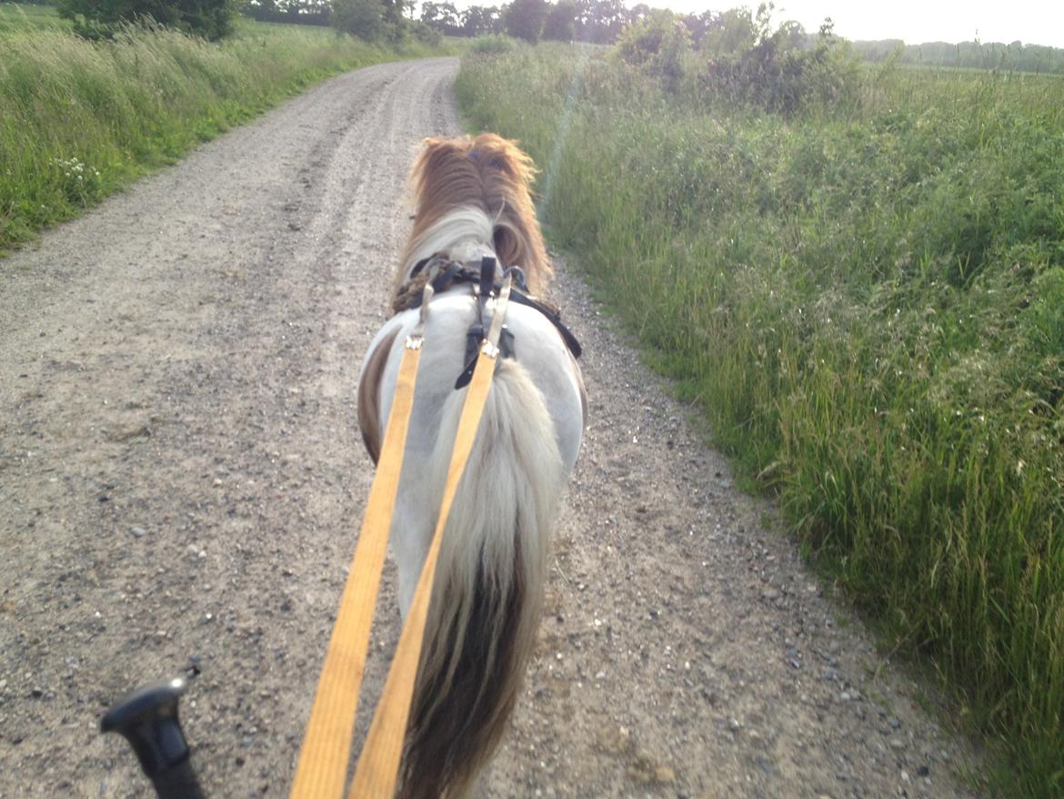 Shetlænder Loch Nevis billede 5