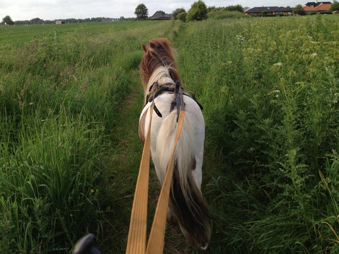 Shetlænder Loch Nevis billede 6